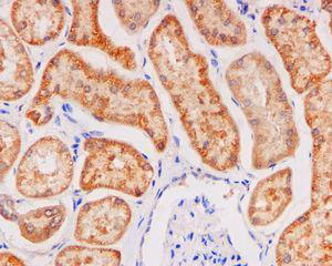 Immunohistochemical staining of Glutathione Peroxidase 4 in paraffin-embedded human kidney tissue using unpurified ab125066 at a 1/100 dilution