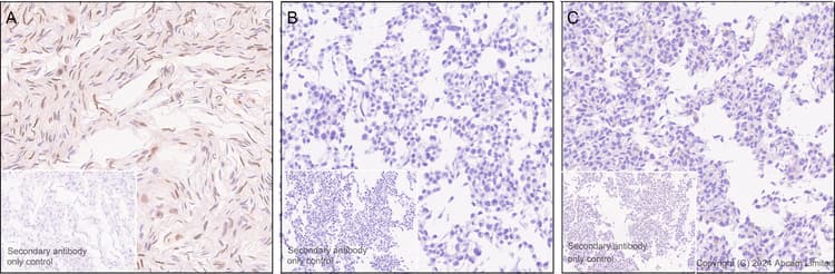 Anti-FGF2 antibody [EPR29019-77] - BSA and Azide free(AB321991)