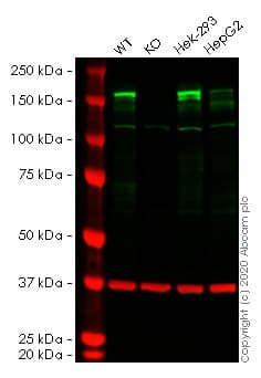 Anti-EHMT2/G9A antibody [EPR18894] - ChIP Grade - BSA and Azide free(AB240289)