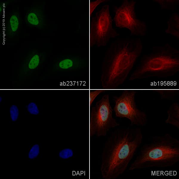 Alexa Fluor® 488 Anti-SMARCC1/BAF155 antibody [EPR12395](AB237172)