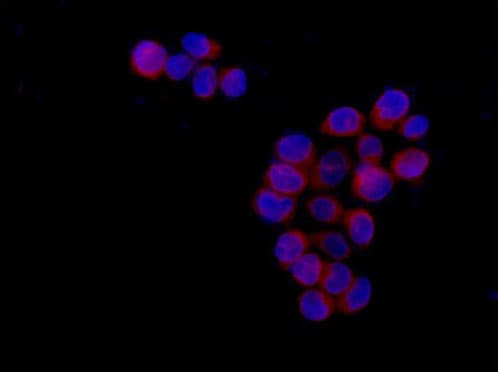 Ramp4 2 Antibody Epr14338 Ab184571  Immunocytochemistry Immunofluorescence Img75059