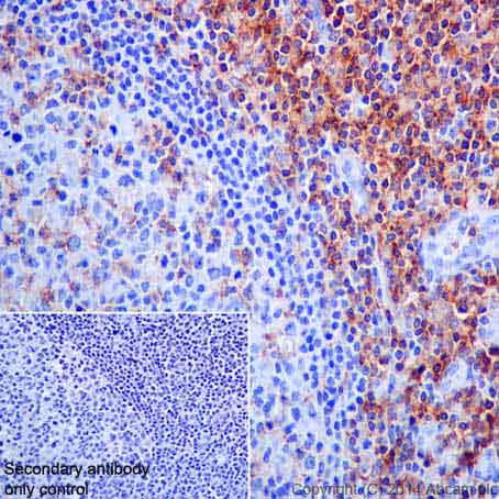 Immunohistochemistry of human tonsil tissue labeling CD4 with antibody ab133616 at 1/500 dilution