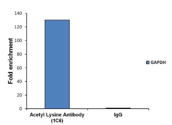 Anti-acetyl Lysine antibody [1C6](AB22550)