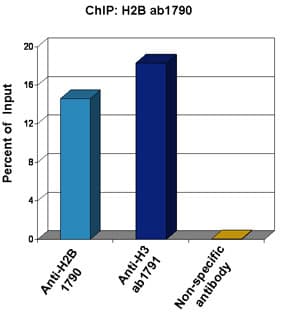 Anti-Histone H2B antibody - ChIP Grade(AB1790)