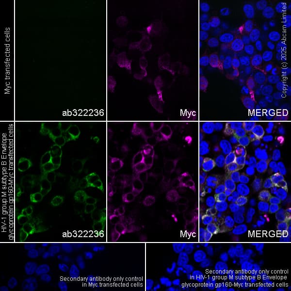 Anti-Myc tag antibody(AB9106)