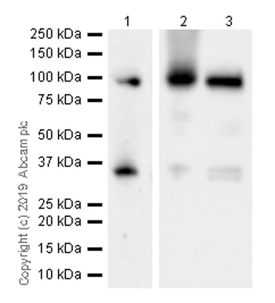 Anti-Fibrinogen alpha chain antibody [EPR2919](AB92572)