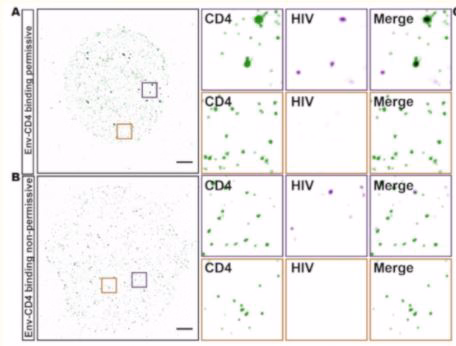 TIRF-STORM microscopy images showing cell-surface CD4 (green) and HIV p24 (magenta) with 2 μm scale bar