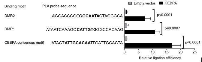 Oligonucleotide conjugation kit (ab218260) used in studying methylation loss at TREX2 in laryngeal and colorectal cancer by Weigel et al.