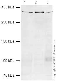 Anti-Smg1 antibody(ab30916)