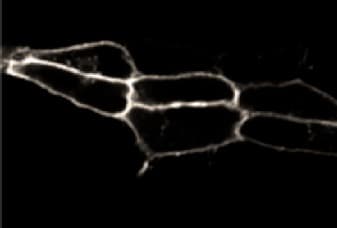 Anti-Endothelin B Receptor/ET-B antibody(AB117529)