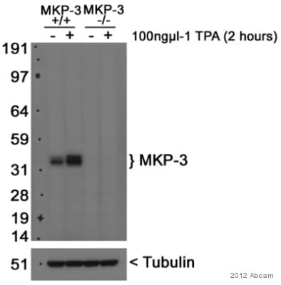 Anti-DUSP6 antibody [EPR129Y](AB76310)