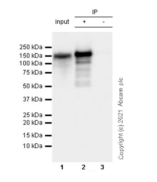 Anti-LRPPRC/GP130 antibody [EPR24052-38](AB259927)