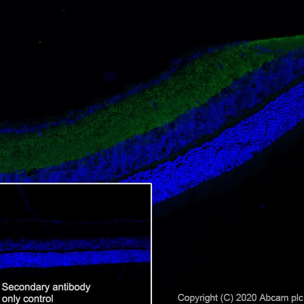 Anti-Synapsin I antibody [EPR23531-50] - Synaptic Marker(AB254349)