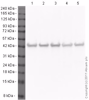 Western blot analysis of beta-Actin in various human cell lines using Optiblot Reducing Electrophoresis kit and ECL detection.