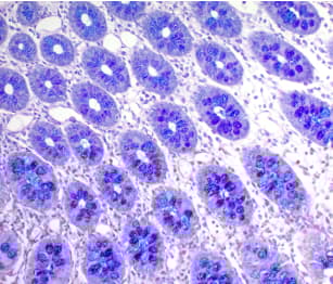 Alcian Blue PAS Stain Kit(AB245876)