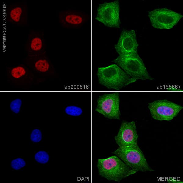 Alexa Fluor® 647 Anti-JunB antibody [EPR6518](AB200516)