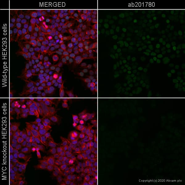 Alexa Fluor 555 C Myc Antibody Y69 Ab201780  Immunocytochemistry Immunofluorescence Img126453