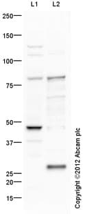 Anti-DDX4 / MVH antibody(AB13840)