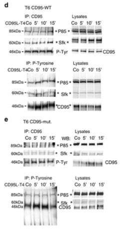 Western blot analysis of CD95 expression and P-Tyrosine levels in GBM cells (Drachsler et al., 2016).