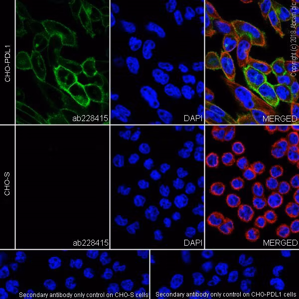 Immunofluorescence image of PD-L1 expression on CHO-PD-L1 cells with DAPI nuclear stain and tubulin labeling.