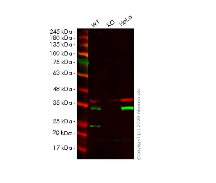 Human TPM4 knockout HEK-293T cell lysate(AB257758)