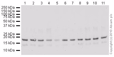 Human Histone H3 Di Methyl K9 Peptide Ab1772 Western Blot Img5235
