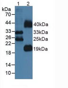 Anti-Flt3 ligand/Flt3L antibody(AB231249)