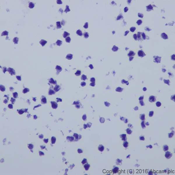 Anti-CRISPR-Cas9 antibody [EPR19620](AB202638)