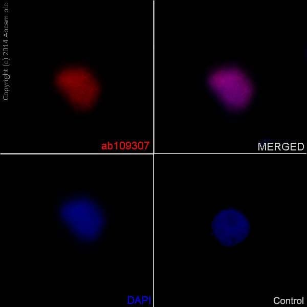 Anti-Axin 2 antibody [EPR2005(2)] - BSA and Azide free(AB192230)