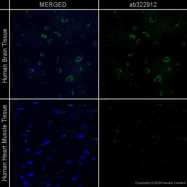 Goat Anti-Chicken IgY H&L (Alexa Fluor® 488) preadsorbed(AB150173)
