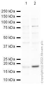 Anti-gamma H2A.X (phospho S139) antibody(AB2893)