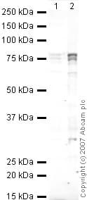 Anti-FMRP antibody(AB17722)