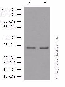 Formaldehyde-fixed mouse brain tissue stained for Olig2 with HRP-conjugated secondary antibody.