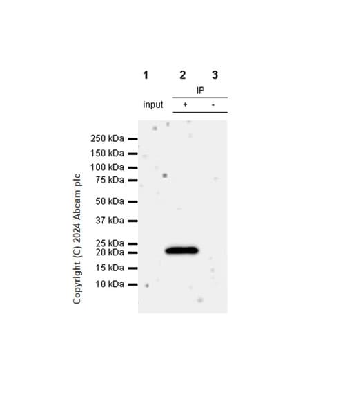 Anti-Claudin 1 antibody [RM1186](AB317709)