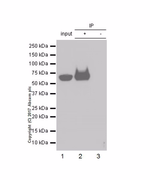 Immunoprecipitation - Anti-DDDDK tag (Binds to FLAG® tag sequence) antibody [EPR20018-251] (ab205606) Lane 1: HEK-293T whole cell lysate with DDDDK-tagged human PFKFB3. Lane 2: IP with ab205606. Lane 3: Control with rabbit monoclonal IgG (ab172730)