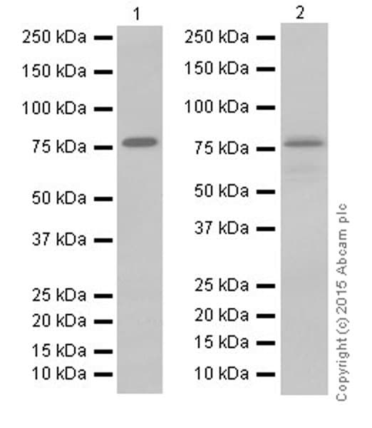 Anti-DRP1 antibody [EPR19274](AB184247)