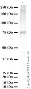 Recombinant human Hsp70 protein(ab78427)