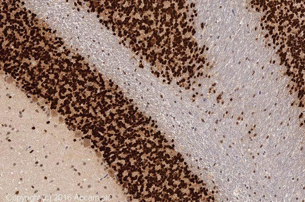 IHC image of NeuN staining in rat brain tissue section, showing neuronal nuclei.