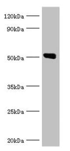 Anti-Annexin-11/ANXA11 antibody(AB236599)
