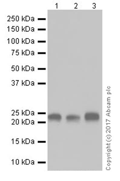 Park7 Dj1 Antibody Epr19466 105 Ab201147  Western Blot Img151617