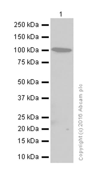 Alpha Actinin Actn1 Antibody Ep2527y Bsa And Azide Free Ab239858  Western Blot Img157111