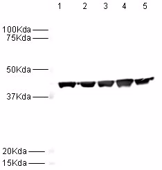 Western blot - Anti-beta Actin antibody [AC-15] (ab6276) at 1/5000 dilution Lane 1: HeLa nuclear at 20 µg Lane 2: HeLa whole cell lysate at 20 µg Lane 3: A431 cell lysate at 20 µg Lane 4: Jurkat cell lysate at 20 µg Lane 5: HEK293 cell lysate at 20 µg