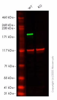 Western blot of anti-BRG1 antibody (ab110641) at 1:10000 dilution in wild-type and SMARCA4 knockout HEK-293T cell lysates.