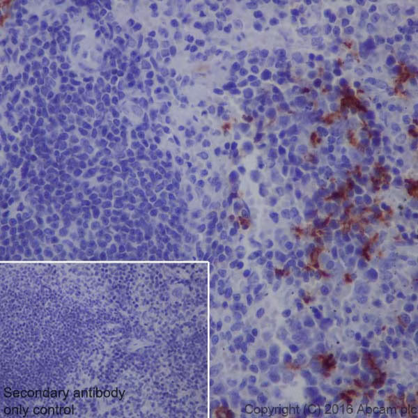 Immunohistochemical analysis of mouse spleen tissue labeling CD163 with ab182422, counterstained with Hematoxylin.