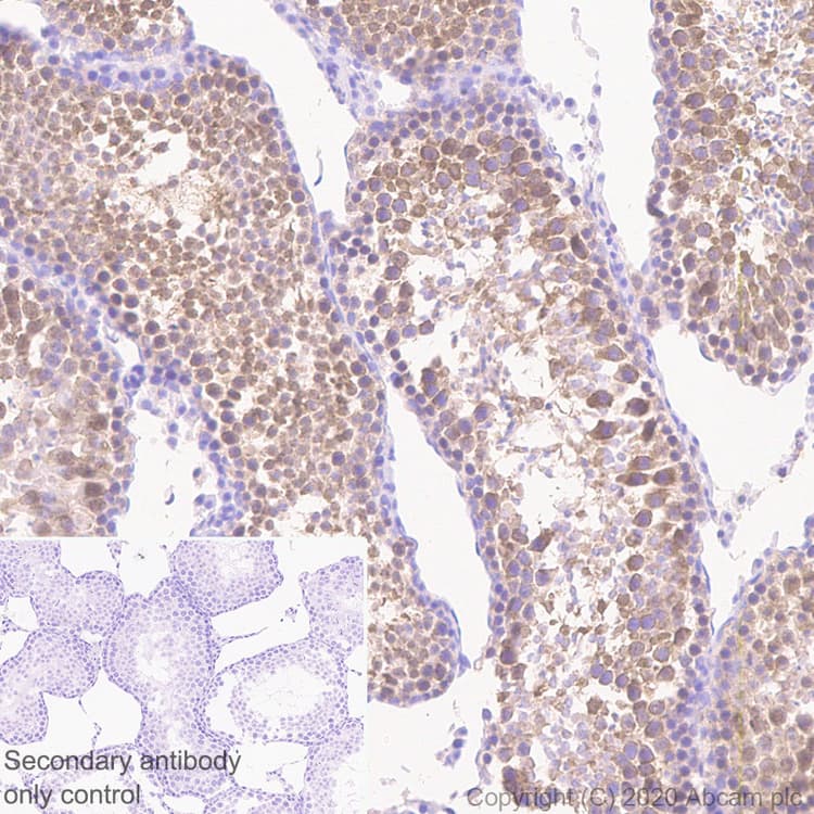 Aven Antibody Epr4720 Ab133285  Immunohistochemistry Formalin Pfa Fixed Paraffin Embedded Sections Img175173