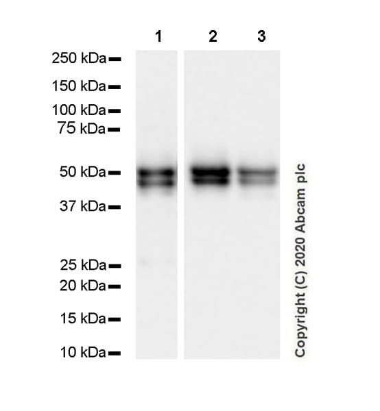 Anti-NeuN antibody [EPR12763] - Mouse IgG2a (Chimeric)(AB279296)