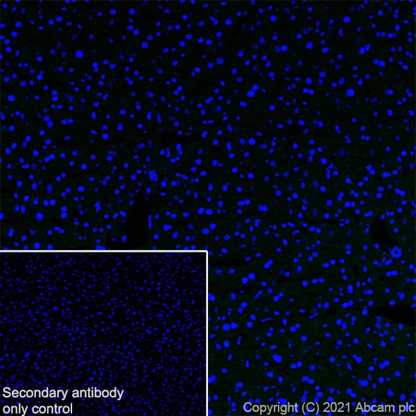 Anti-KCC2 antibody [EPR24203-85](AB259969)