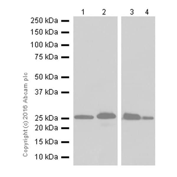 Anti-Bcl-2 antibody [EPR17509](AB182858)
