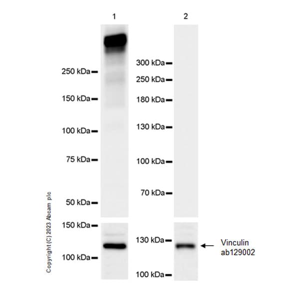 Anti-Lrp2 / Megalin antibody [EPR26093-84](AB309086)