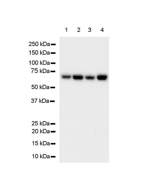 Anti-HDAC1 antibody [EPR23847-170](AB280198)